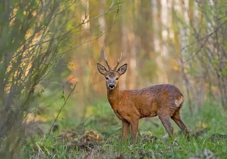Самец косули в лесной поляне
