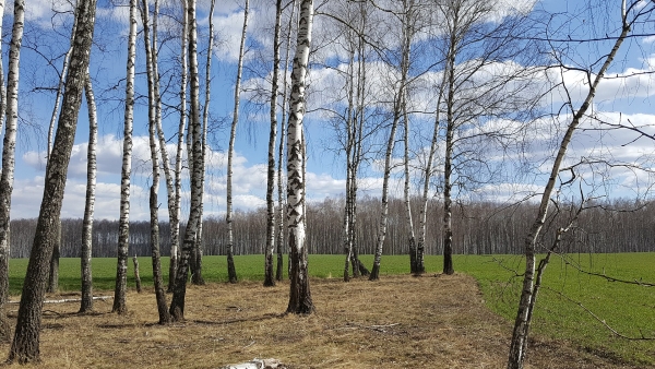 Брянская область